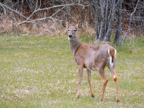 doe wildlife deer