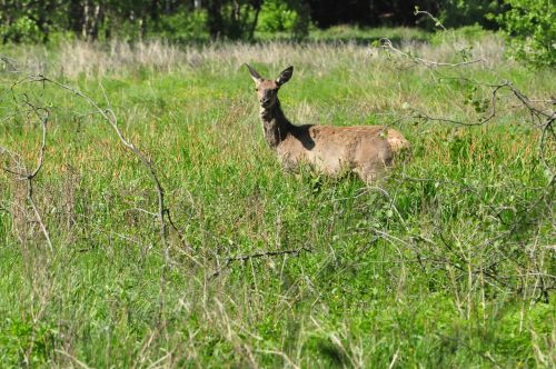 doe summer green