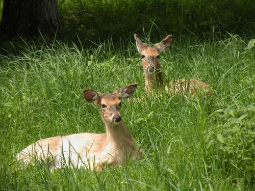 doe grass animal