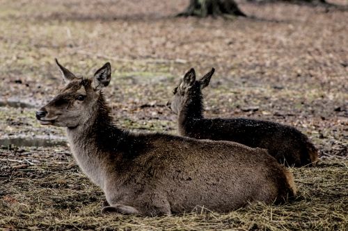 doe a female deer poland