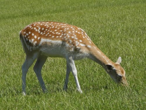 doe fallow deer forest animal