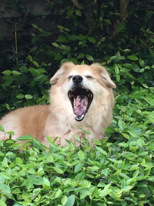 dog yawn pet