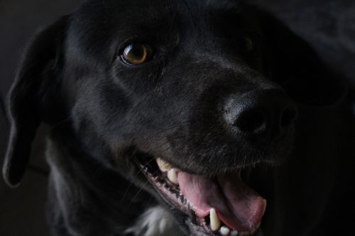 dog black dog happy dog