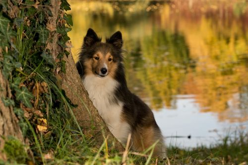 dog sheltie tree