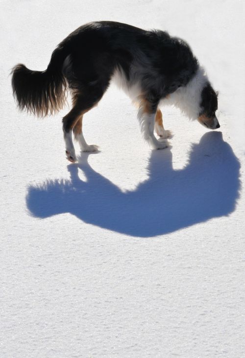 dog shadow animal