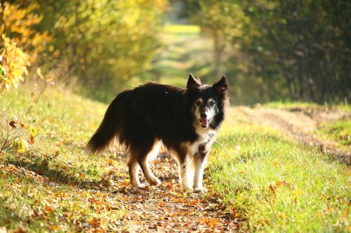 dog border collie autumn