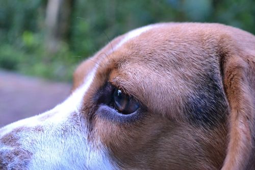 dog beagle eye