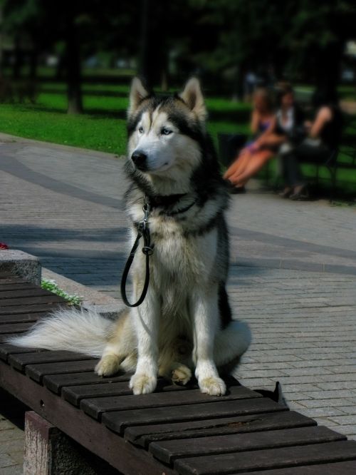 husky dog animal