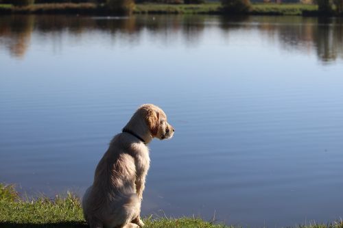 dog golden retriever animal