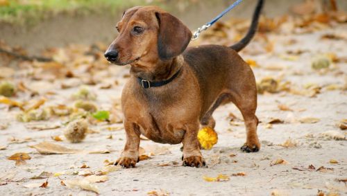 dog dachshund