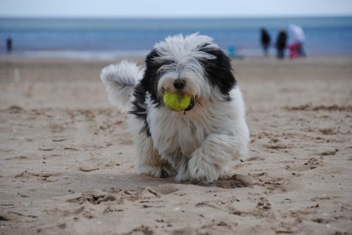 dog beach puppy