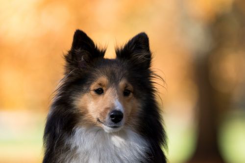 dog sheltie tree