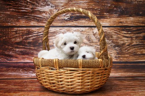 dog maltese puppy