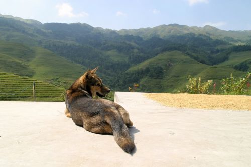 dog china plantation