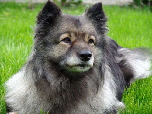 dog keeshond attention