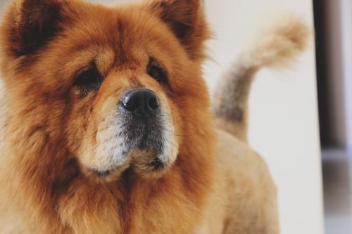 dog chow chow chow-chow