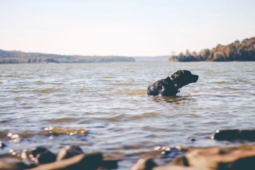 dog water swimming