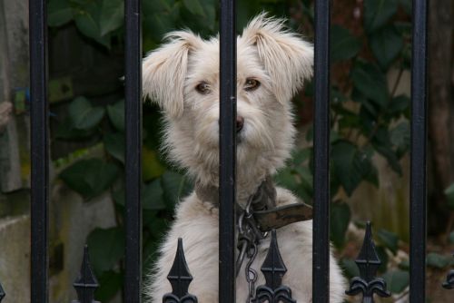 dog fence curiosity