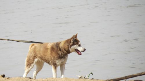 dog animal beach