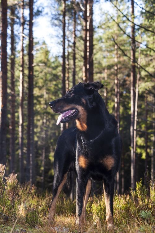 dog forest beauceron
