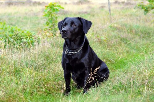 dog labrador black