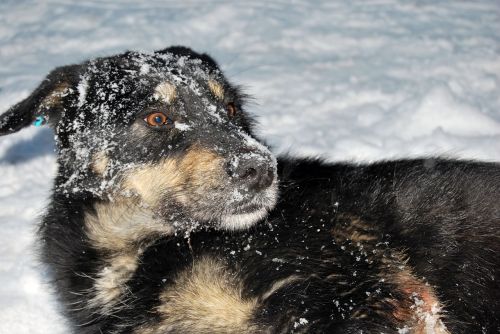 dog snow joy