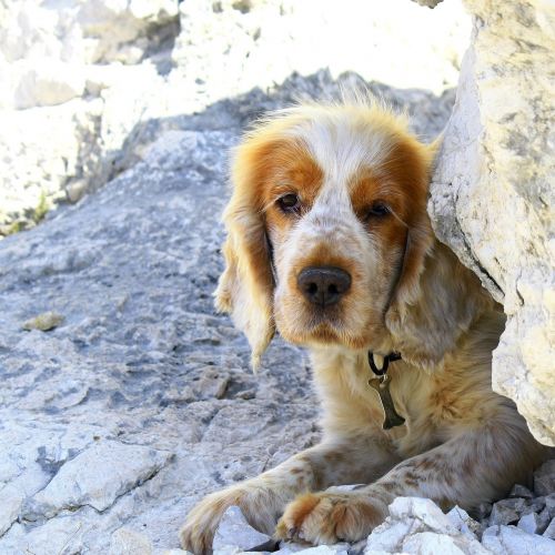 dog cocker hunting dog