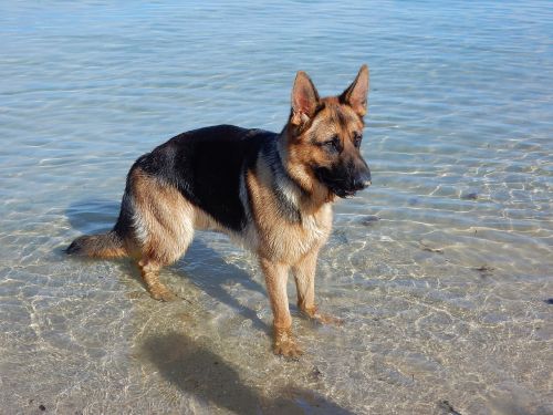 dog german shepherd beach