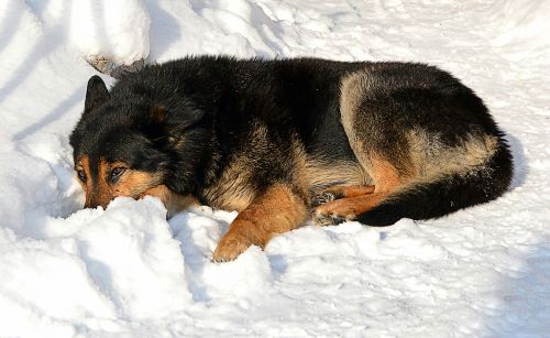 dog coldly winter