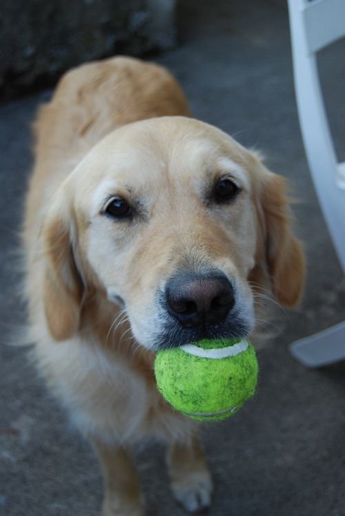 dog love ball