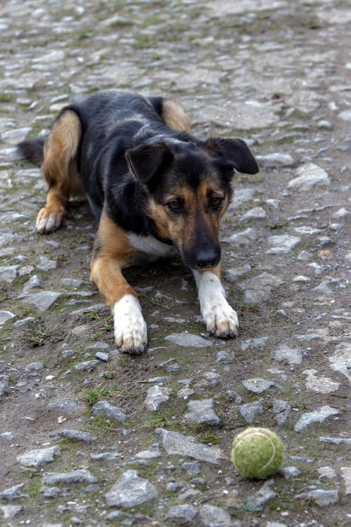 dog play ball