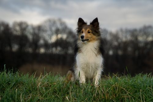 dog sheltie close