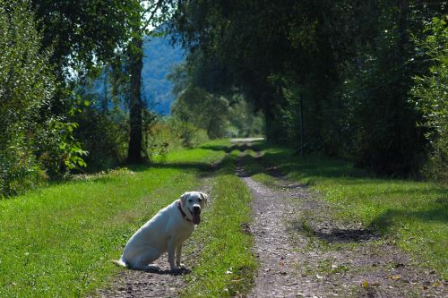 dog labrador animal