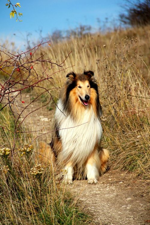 dog countryside trail
