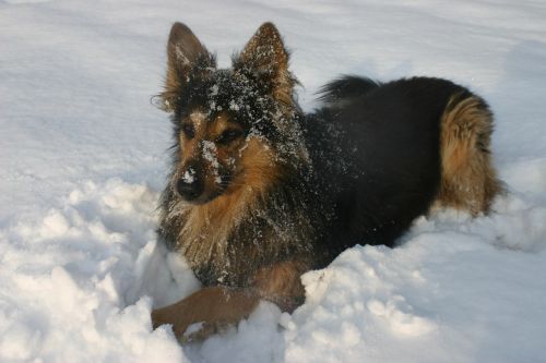 dog winter snow