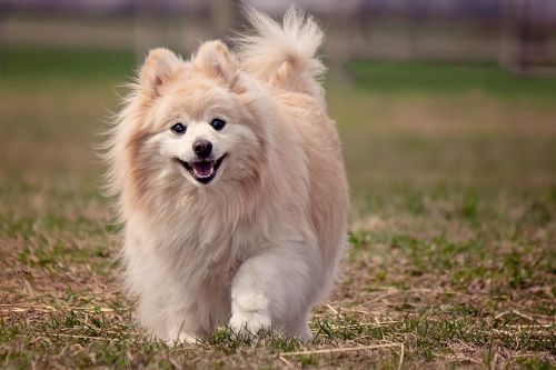 dog pomeranian cute