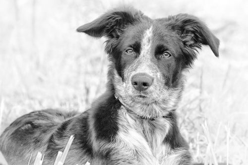 dog berger black and white