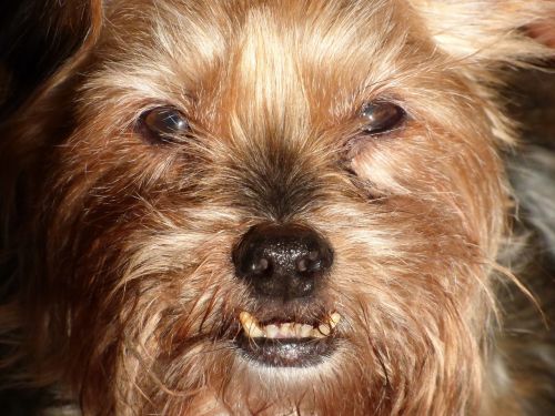 dog teeth face