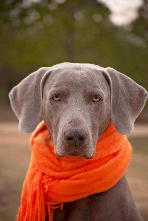 dog weimaraner scarf