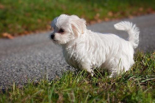 dog maltese young animal