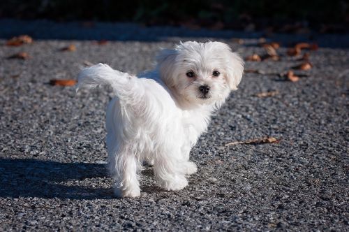 dog maltese white