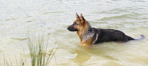 dog water pond