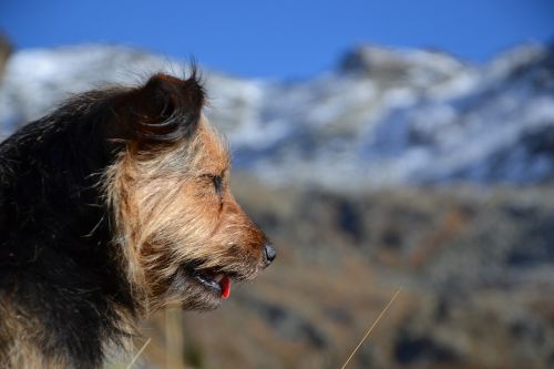 dog mountains nature