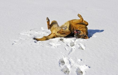 dog snow german shepherd