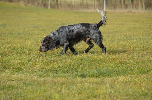 dog german quail quail dog