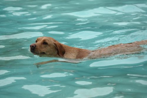 dog swimming netherlands