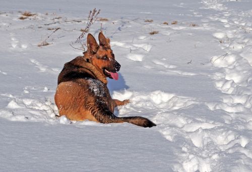 dog german shepherd winter