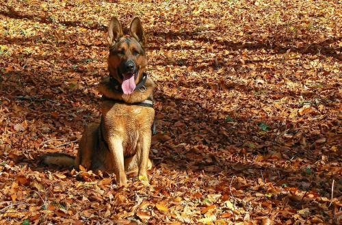 dog german shepherd autumn