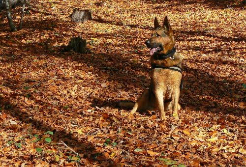 dog german shepherd autumn