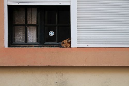 dog dog at window pet